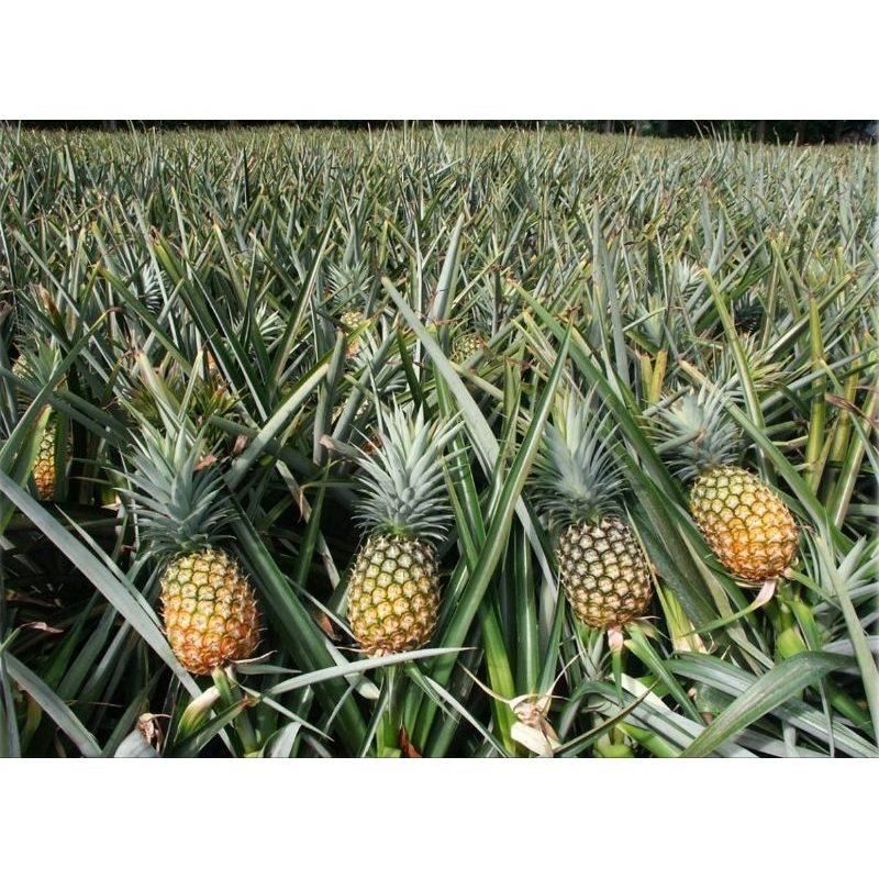 Khóm mật giống _ Cây giống khóm mật Queen