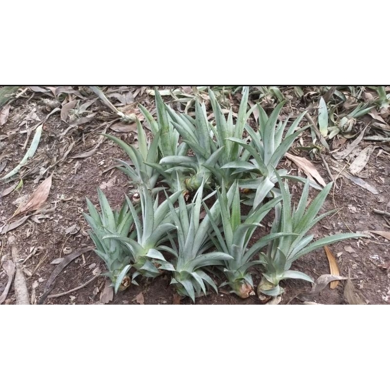 Khóm mật giống _ Cây giống khóm mật Queen