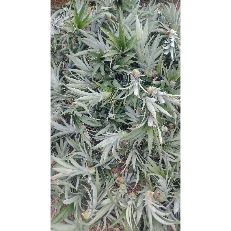 Khóm mật giống _ Cây giống khóm mật Queen