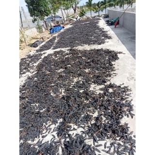 Quả Bồ Kết [QUẢ TO _ KHÔNG LÉP] Gói 1kg Dùng Gội Đầu, Xông Nhà