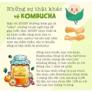 Trà Lên Men Kombucha Vị Trái Cây Chứa Men Vi Sinh, Lợi Khuẩn - Trà Kombucha Chai 250ml