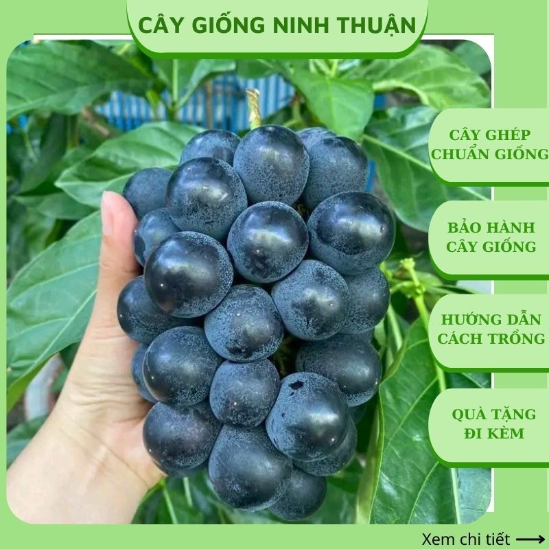 cây nho giống kyoho trồng chậu thùng xốp leo giàn | Shopee Việt Nam