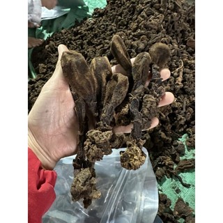Nấm Ngọc Cẩu Khô - Tươi [ Giá Sỉ ] Nấm Từ Vùng Tây Bắc_Lai Châu Bổ Thận Tráng Dương Tăng Cường Sinh Lực