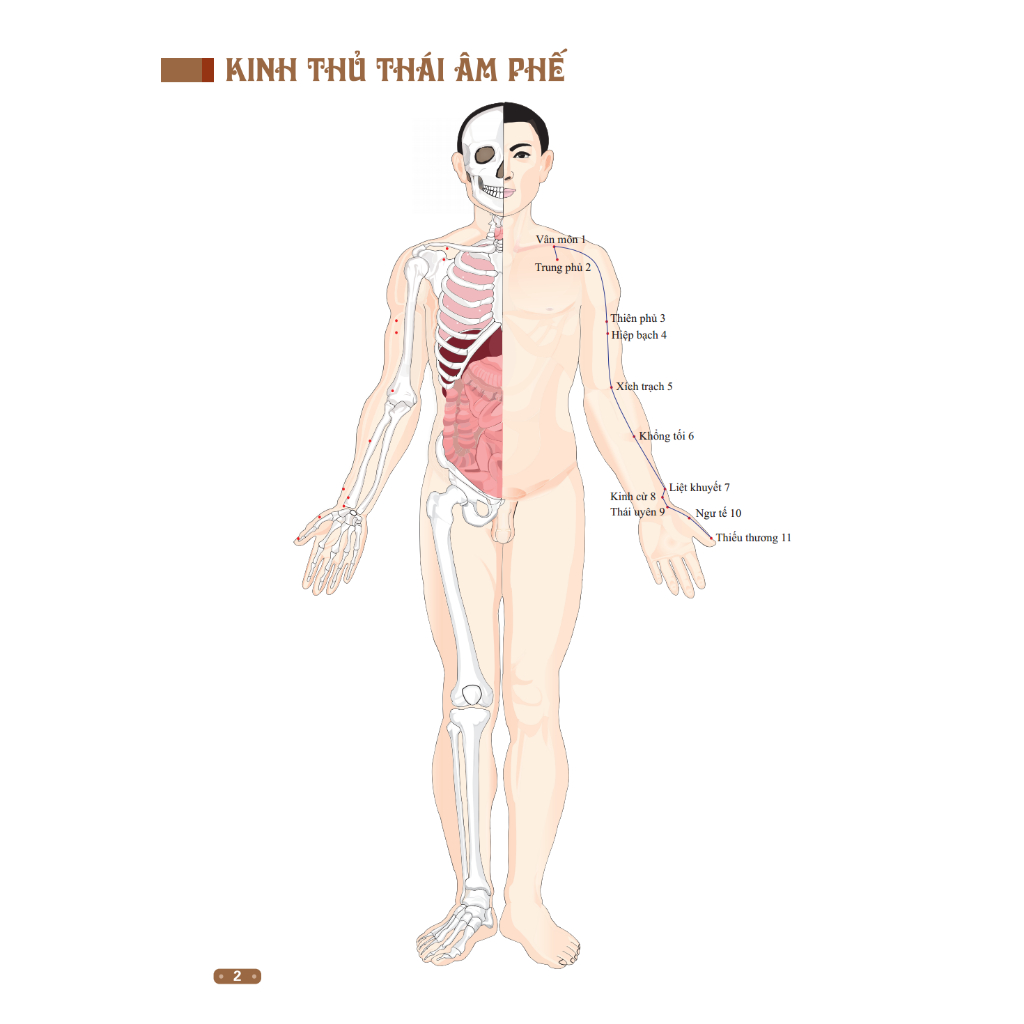 Ảnh Sách - Đồ giải kinh lạc huyệt vị cơ thể (mềm) 2