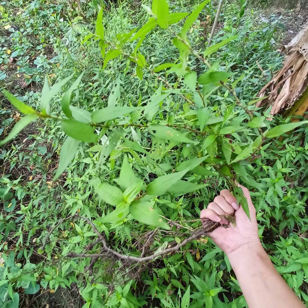 Cây rau răm giống (ăn với hột vịt lộn) | Shopee Việt Nam