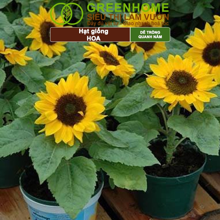 Ảnh Hạt Giống Hoa GreenHome, Nhiều Loại, Rực Rỡ, Trồng Chậu, Dễ Trồng, Trồng Quanh Năm, Nhanh Ra Hoa 4