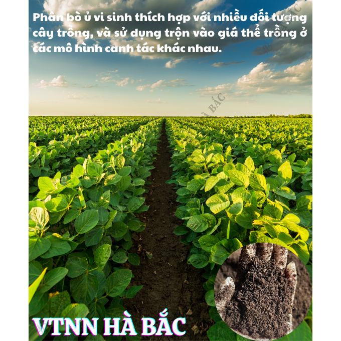 Phân Bò Ủ Vi Sinh - Phân Ủ Hoai SFARM Loại 5KG, Thích Hợp Cho Mọi Loại Cây Trồng