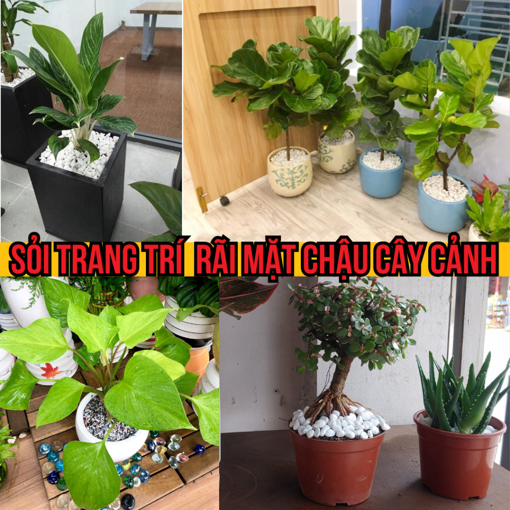 Cách sử dụng sỏi trắng trang trí sân vườn đúng cách