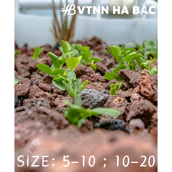 Viên Đất Nung SFARM 5dm3 Đặng Gia Trang - Giữ Nước, Chống Ngập Úng, Thoáng Khí