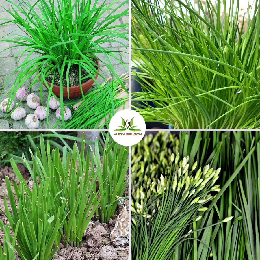 Hạt giống hẹ Phú Nông 4