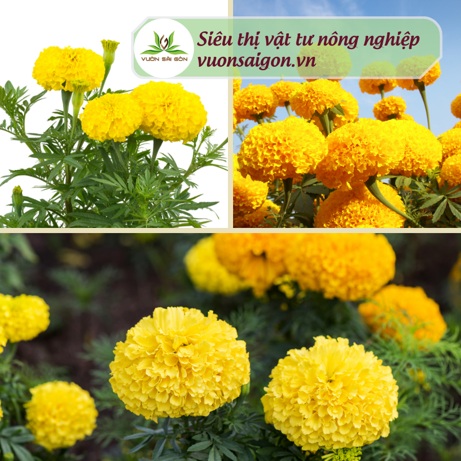 HẠT GIỐNG HOA VẠN THỌ THÁI LÙN VÀNG CHANH PN-01 1