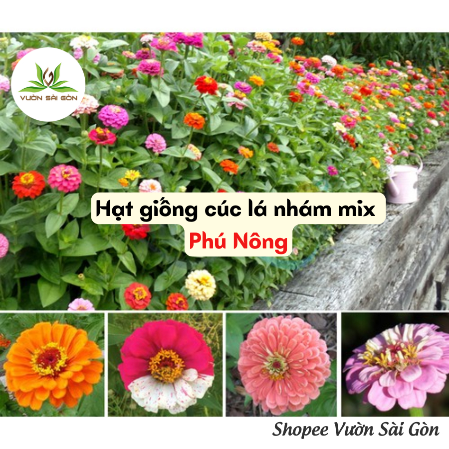 Hạt giống cúc lá nhám mix Phú Nông 1