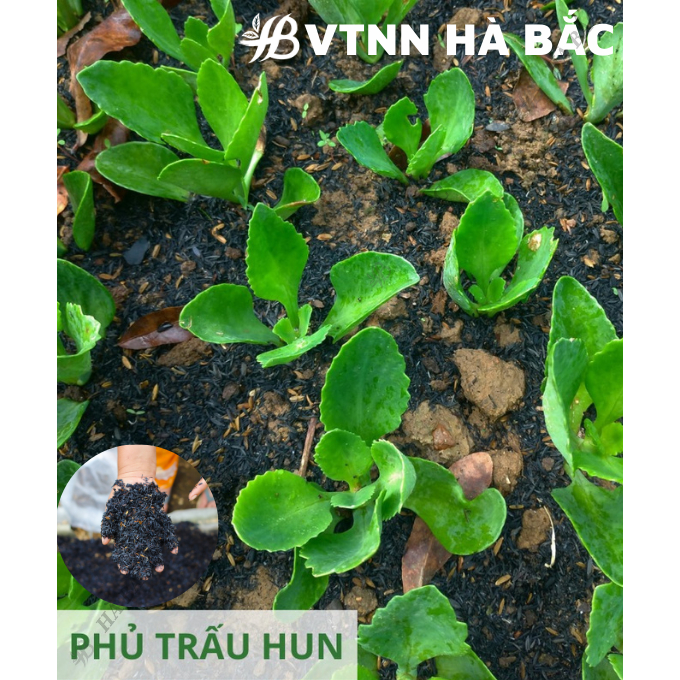 Trấu Hun SFARM 5dm3 Đặng Gia Trang - Giá Thể Trộn Đất Không Lẫn Tạp Chất