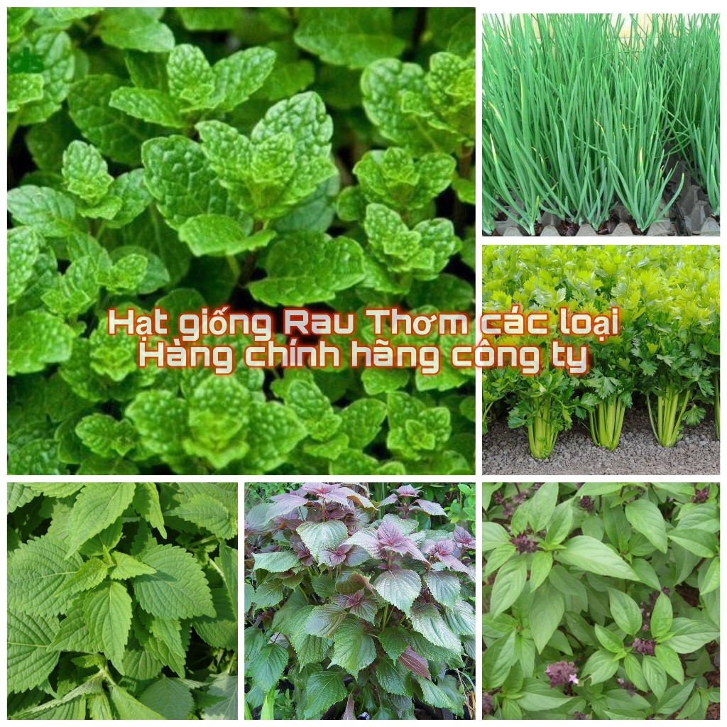 Hạt giống rau củ quả - Giá Tốt, Miễn Phí Vận Chuyển, Đủ Loại | Shopee ...