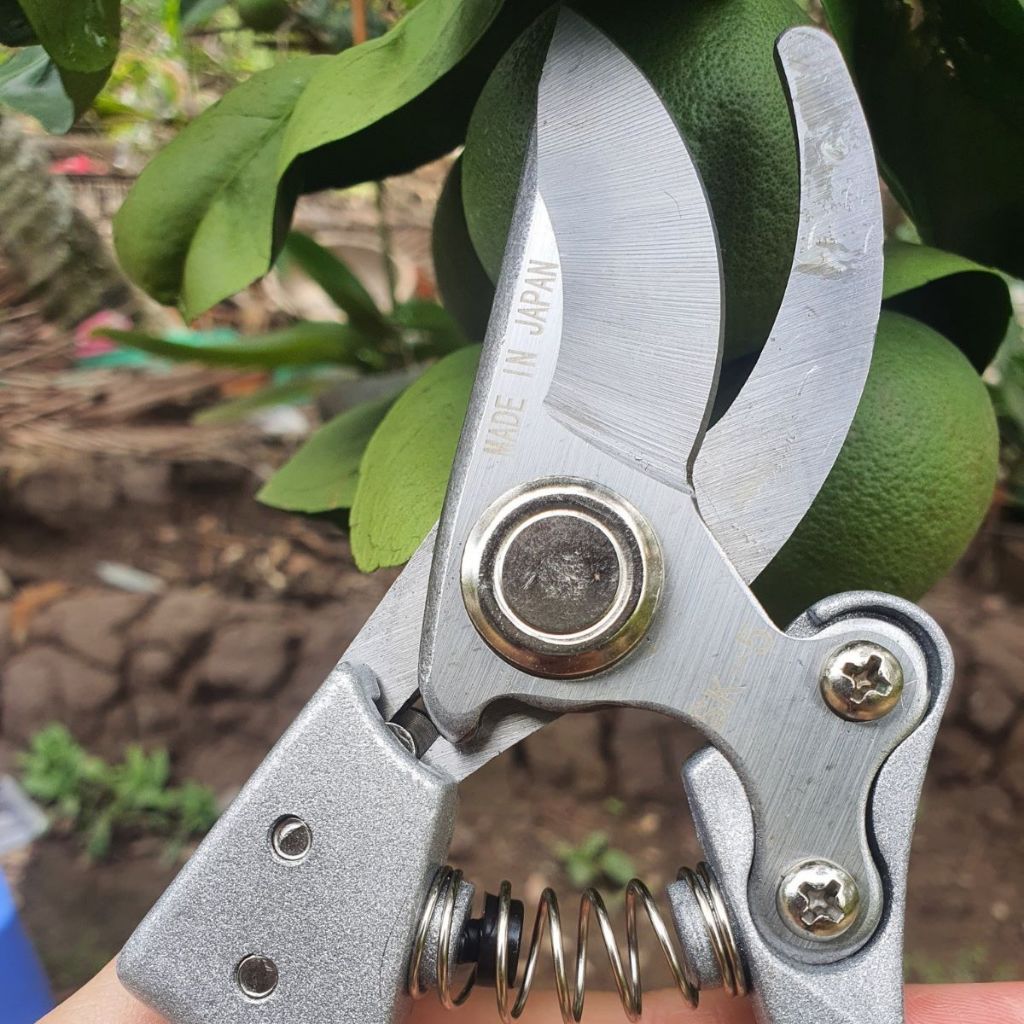 (FREESHIP) Combo Kéo Cắt Cành Tỉa Cành SK5, Tỉa Thép Trắng, Cưa Gập Cầm Tay Làm Vườn Bonsai