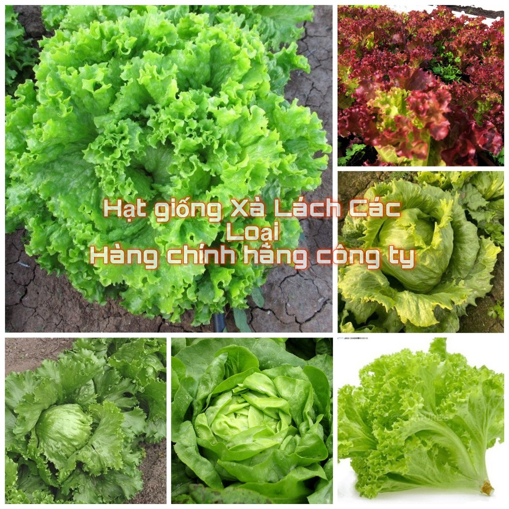 Hạt giống Rau Xà Lách F1 các loại nảy mầm tốt (hàng công ty) | Shopee ...