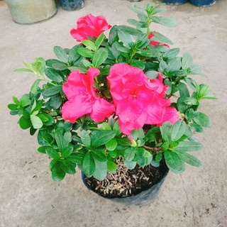Cây hoa đỗ quyên (cây đang có hoa) - Cây cảnh để bàn