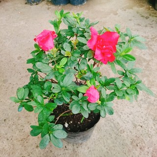 Cây hoa đỗ quyên (cây đang có hoa) - Cây cảnh để bàn