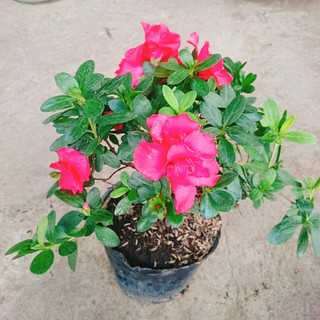 Cây hoa đỗ quyên (cây đang có hoa) - Cây cảnh để bàn