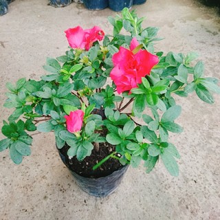 Cây hoa đỗ quyên (cây đang có hoa) - Cây cảnh để bàn