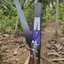 Combo Cưa Cầm Tay SK5 ( Cưa Gập, Cưa Lách New và Cưa Barker) Làm Vườn Bonsai - Dụng Cụ Nông Nghiệp GD Smart
