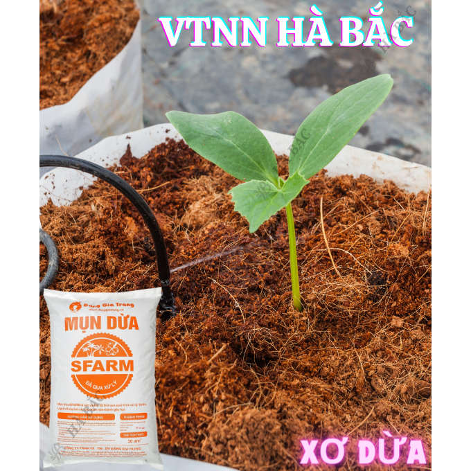 Mụn Dừa, Mụn Xơ Dừa Đã Qua Xử Lý SFARM 20dm3 Đặng Gia Trang - Mụn Dừa Trồng Cây