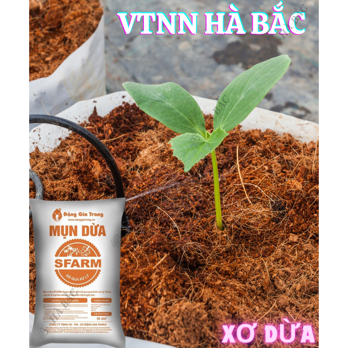 Mụn Dừa, Mụn Xơ Dừa Đã Qua Xử Lý SFARM 50dm3 Đặng Gia Trang - Mụn Dừa Trồng Cây