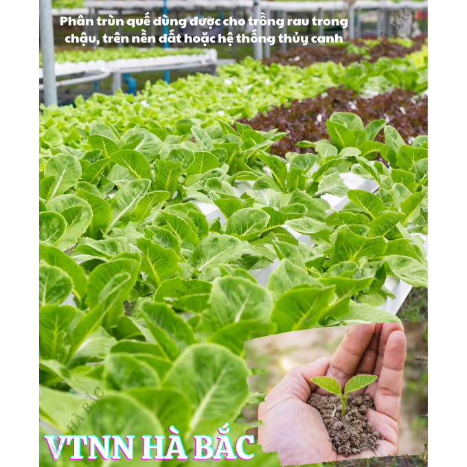 Phân Trùn Quế - Phân Bón Hữu Cơ SFARM PB01 Bọc 2KG Đặng Gia Trang - Đã Xử Lý, Dinh Dưỡng Cây Trồng