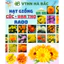 Hạt Giống Hoa Cúc - Vạn Thọ RADO, Thời điểm gieo trồng hoa Tết 2025 trổ hoa đúng ngày, hoa nở to - Hạt Giống Rạng Đông
