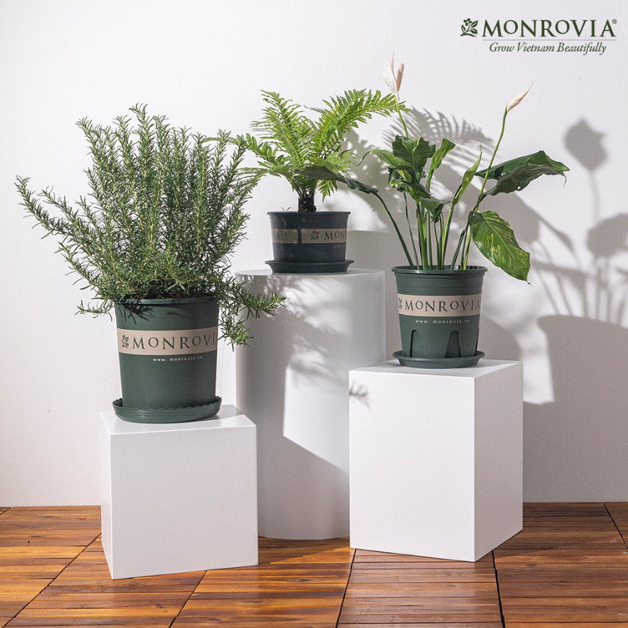 Ảnh Chậu nhựa trồng cây MONROVIA size Nhỏ trong nhà, sân vườn cho hoa hồng, cây cảnh, kiểng lá tiêu chuẩn Châu Âu 2