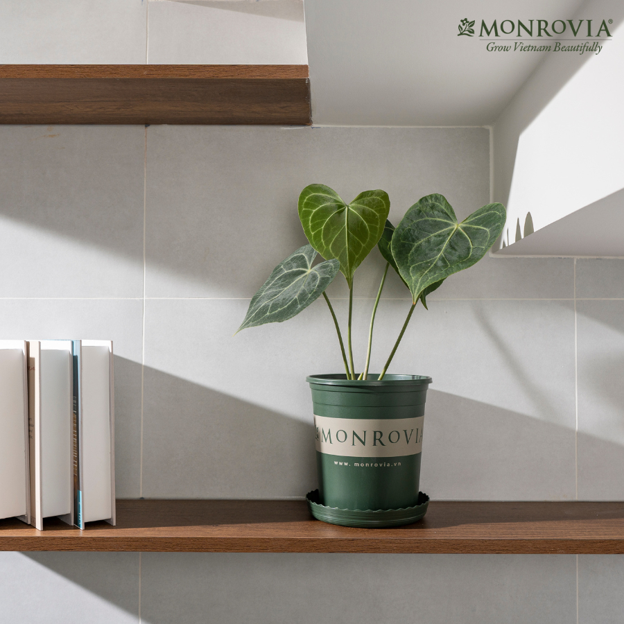 Ảnh Chậu nhựa trồng cây MONROVIA size Nhỏ trong nhà, sân vườn cho hoa hồng, cây cảnh, kiểng lá tiêu chuẩn Châu Âu 3