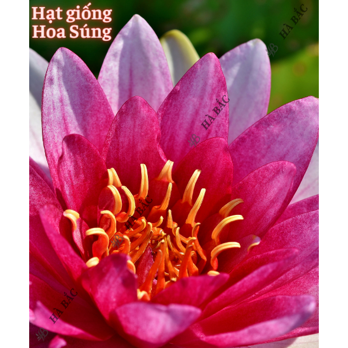Hạt Giống Hoa Sen Súng RADO trồng quanh năm, hoa nở to, đều, dễ chăm sóc - Hạt Giống Hoa Rạng Đông