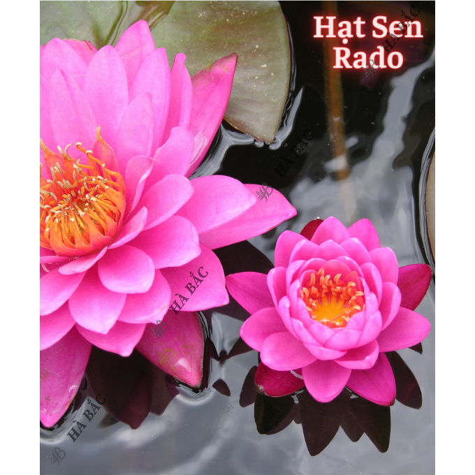 Hạt Giống Hoa Sen Súng RADO trồng quanh năm, hoa nở to, đều, dễ chăm sóc - Hạt Giống Hoa Rạng Đông