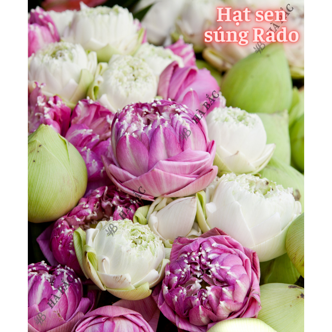 Hạt Giống Hoa Sen Súng RADO trồng quanh năm, hoa nở to, đều, dễ chăm sóc - Hạt Giống Hoa Rạng Đông