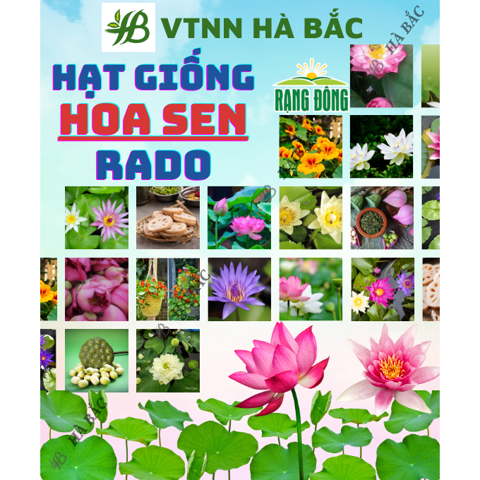 Hạt Giống Hoa Sen Súng RADO trồng quanh năm, hoa nở to, đều, dễ chăm sóc - Hạt Giống Hoa Rạng Đông