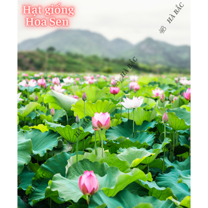 Hạt Giống Hoa Sen Súng RADO trồng quanh năm, hoa nở to, đều, dễ chăm sóc - Hạt Giống Hoa Rạng Đông