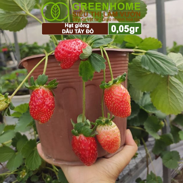 Ảnh Hạt Giống Dâu Tây Đỏ GreenHome, Gói 0,05g~80 hạt, Chịu Nhiệt, Quả To, Dễ Trồng, Năng Suất Cao T17 3