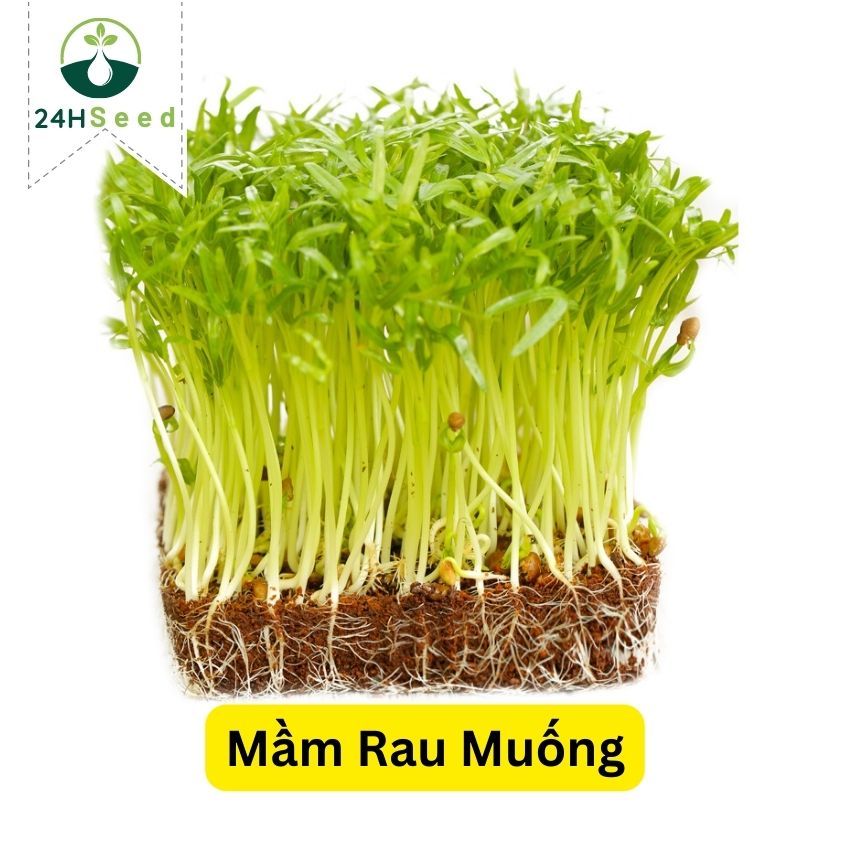 Hạt giống mầm rau muống gói 50 gam 24HSeed | Shopee Việt Nam
