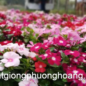 Dừa Cạn Đứng Nhiều Màu VIN060