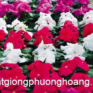 Dừa Cạn Đứng Nhiều Màu VIN060