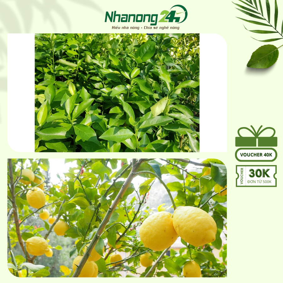 Cây giống chanh vàng Mỹ siêu quả, cây giống khỏe, dễ sinh trưởng, ra ...