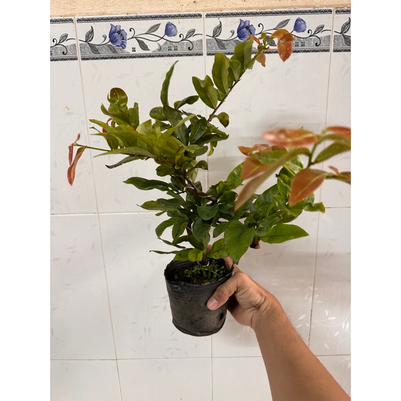 Hoa mai cúc Phượng_cây ghép