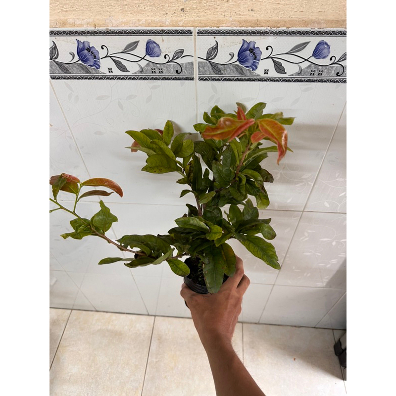 Hoa mai cúc Phượng_cây ghép