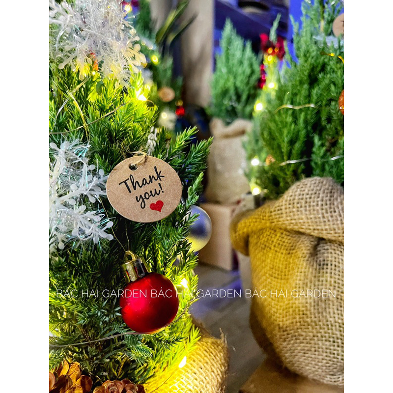 [Ship hỏa tốc] Cây Tùng Sơn size 30-40cm trang trí giáng sinh- Noel đẹp kèm túi bố vintage
