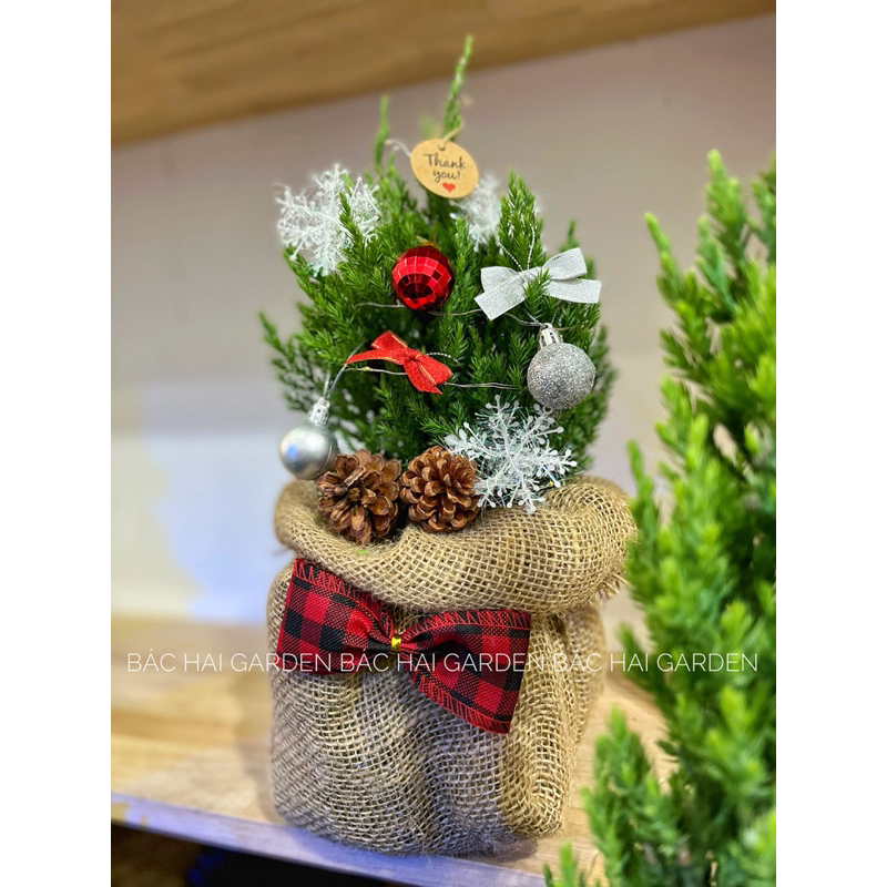 [Ship hỏa tốc] Cây Tùng Sơn size 30-40cm trang trí giáng sinh- Noel đẹp kèm túi bố vintage