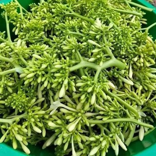 Hạt giống hoa đu đủ đực gói 50 hạt