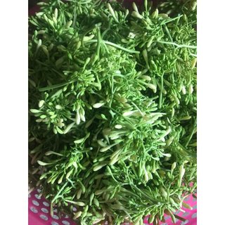 Hạt giống hoa đu đủ đực gói 50 hạt