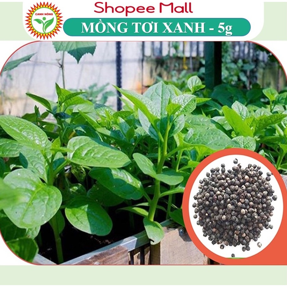 Hạt Giống Mồng Tơi Lá To Cao Sản, Dễ Trồng, Dễ Chăm (Gói 5gr) - Hạt Giống CANH NÔNG