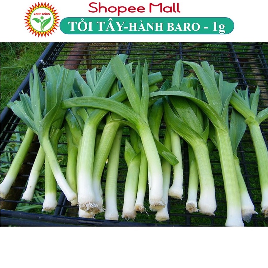 Hạt giống Tỏi Tây (Hành Baro) Trồng Quanh Năm, Kháng Bệnh Tốt (Gói 1 gr) - Hạt giống CANH NÔNG Năng Suất Cao, Thơm Ngon