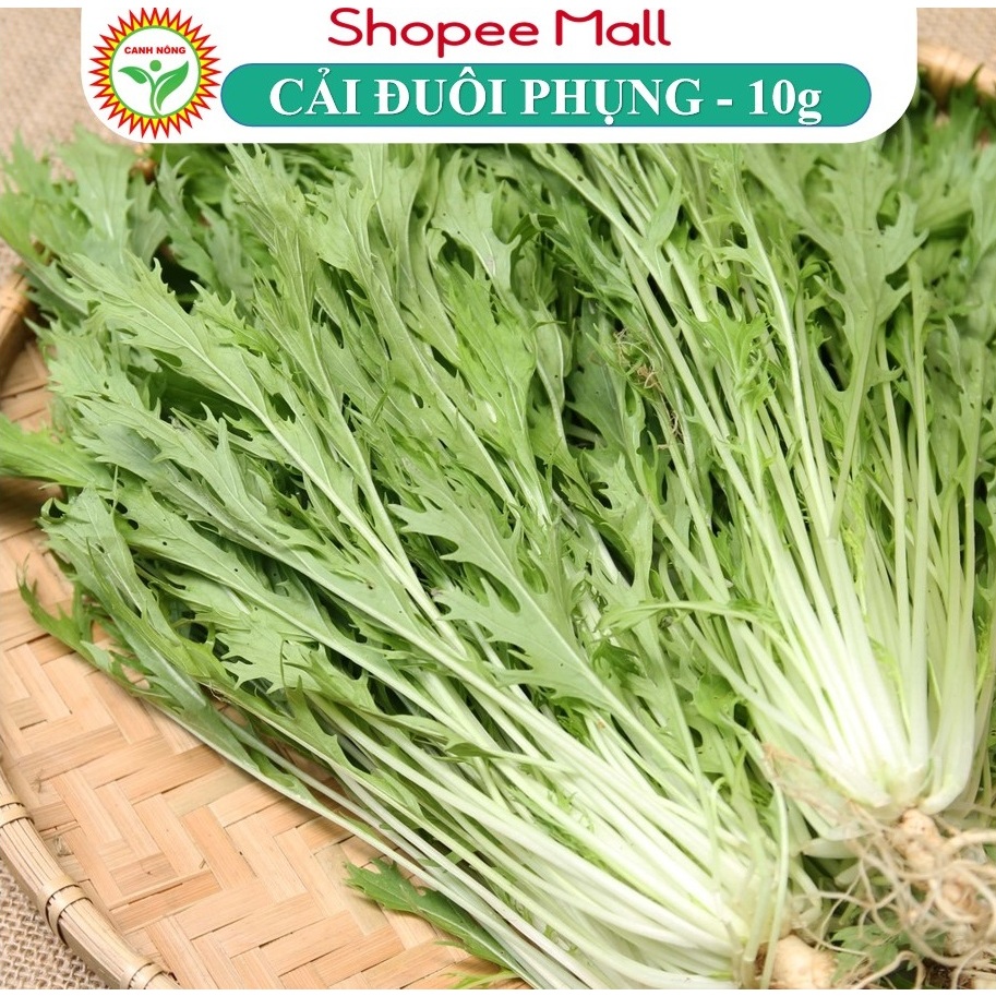 Hạt Giống Cải Đuôi Phụng Dễ Trồng, Giàu Dinh Dưỡng Tốt Cho Sức Khỏe, Hạt Giống Rau Củ Quả - Hạt Giống CANH NÔNG
